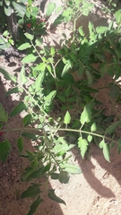 Solanum lycopersicum