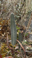 Elaphoglossum engelii