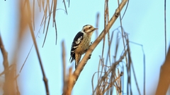 Yungipicus canicapillus