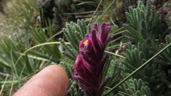Neobartsia laniflora