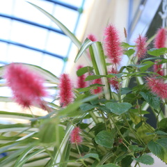 Acalypha chamaedrifolia