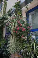 Acalypha chamaedrifolia