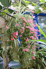 Acalypha chamaedrifolia