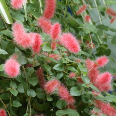 Acalypha chamaedrifolia