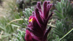 Neobartsia laniflora