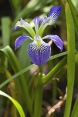 Iris brevicaulis