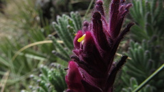 Neobartsia laniflora
