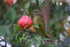 Leiothlypis celata orestera