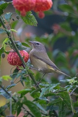 Leiothlypis celata orestera