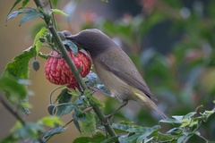 Leiothlypis celata orestera