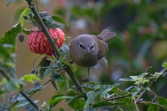 Leiothlypis celata orestera