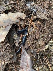 Plethodon chattahoochee
