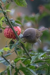 Leiothlypis celata orestera