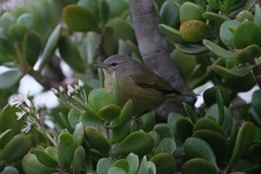 Leiothlypis celata orestera