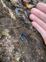 Plethodon chattahoochee