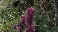 Neobartsia laniflora