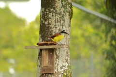 Pitangus sulphuratus