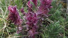 Neobartsia laniflora