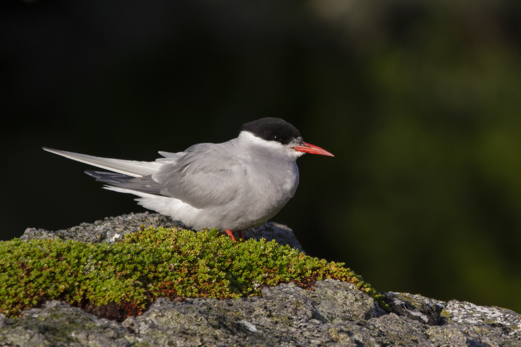 Antarctic Tern (Sterna vittata) photo