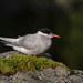 Antarctic Tern - Photo (c) Oscar Thomas, some rights reserved (CC BY-NC-ND), uploaded by Oscar Thomas
