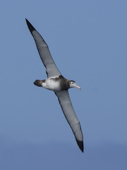 Antipodean Albatross photo 4