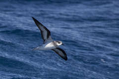 Pterodroma nigripennis