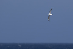 Pterodroma nigripennis