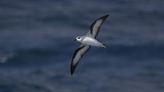 Pterodroma nigripennis