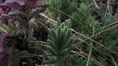 Neobartsia laniflora