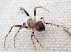 Araneus montereyensis