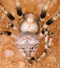 Araneus montereyensis