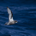 Mottled Petrel - Photo (c) Oscar Thomas, some rights reserved (CC BY-NC-ND), uploaded by Oscar Thomas