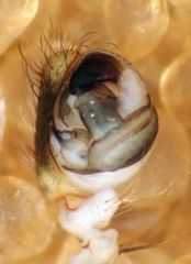 Araneus montereyensis