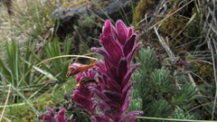 Neobartsia laniflora