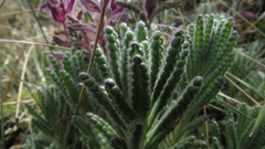 Neobartsia laniflora