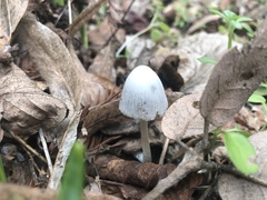 Mycena arcangeliana