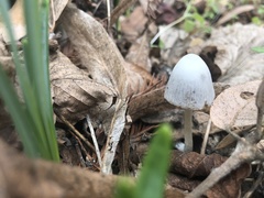 Mycena arcangeliana