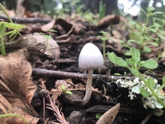 Mycena arcangeliana