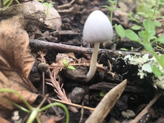 Mycena arcangeliana