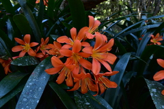 Clivia miniata miniata