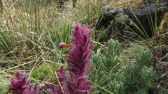 Neobartsia laniflora