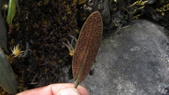 Elaphoglossum affine