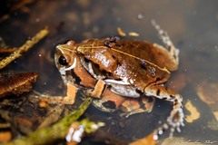 Sheep Frog photo 4