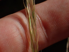 Aristida stricta