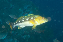 Camotillo Sand Bass photo 1