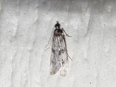 Martyringa latipennis