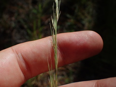 Aristida stricta