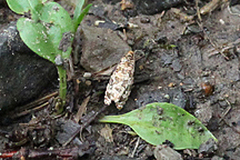 Phaecasiophora niveiguttana