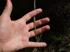 Aristida stricta