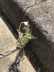 Senecio quadridentatus